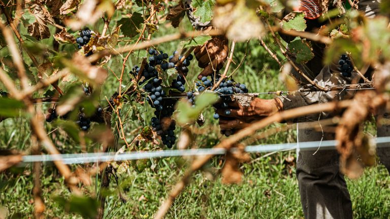 Grapes in the Vineyard